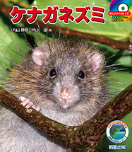 ケナガネズミ