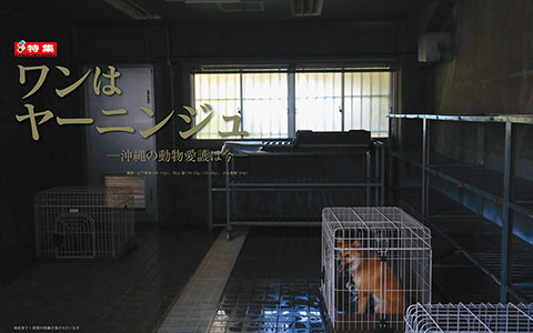 ワンはヤーニンジュ ―沖縄の動物愛護は今―