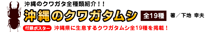 沖縄のクワガタムシ 全19種