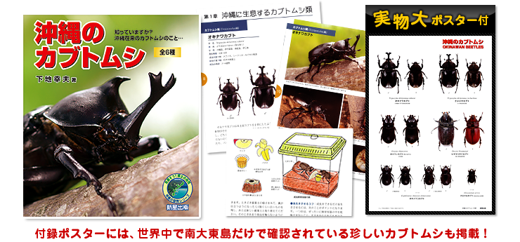 【付録ポスター】沖縄在来のカブトムシ全6種を実物大で掲載! 知っていますか?沖縄在来のカブトムシのこと…