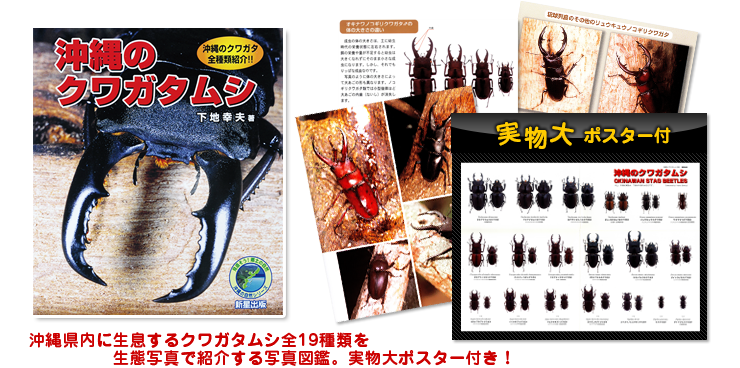 【付録ポスター】沖縄県に生息するクワガタムシ全19種を掲載! 沖縄のクワガタ全種類紹介!!